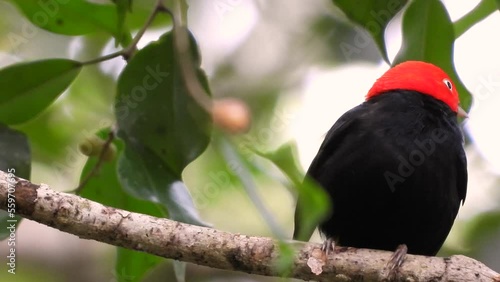 A male Red-Capped Manakin perched in tree