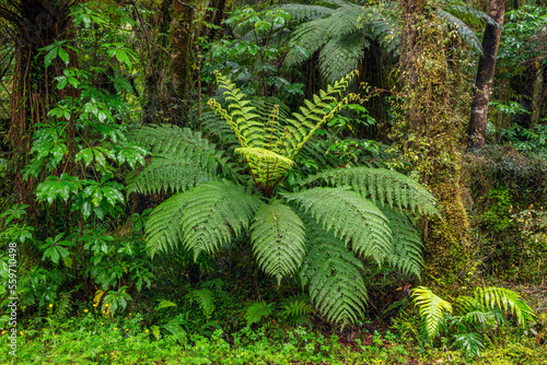 New Zealand, South Island, Lush green foliage inMt Cook National Park photo