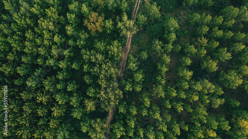 Aerial shot of dirt road through green poplar woodland in summer, top view