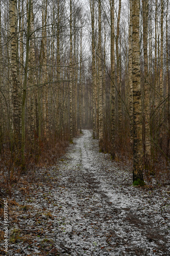 straight trail through young birch forest Kumla Sweden