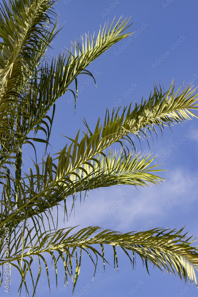 palm leaves against the blue sky palm leaves against the blue sky