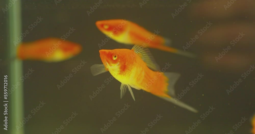 a flock of several exotic fish swims in a glass aquarium.close-up.shallow depth of field. a flock of several exotic fish swims in a glass aquarium.close-up.shallow depth of field.
