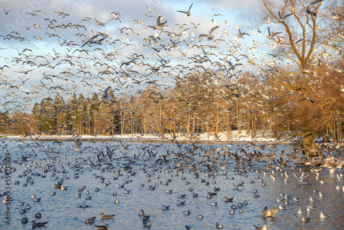A flock of wintering birds on the White Lake. Gatchina. Leningrad Region, Russia © Anna
