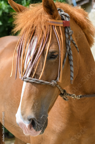 portrait of a mare with a halter