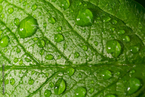 Large beautiful drops of transparent rain water on a green leaf macro. Drops of dew in the morning glow in the sun. Beautiful leaf texture in nature. Natural background