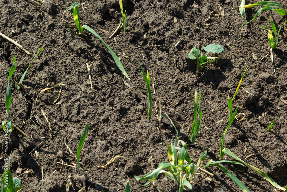 Young sprouts of sprouted wheat on the open ground. Agricultural a field Young sprouts of sprouted wheat on the open ground. Agricultural a field