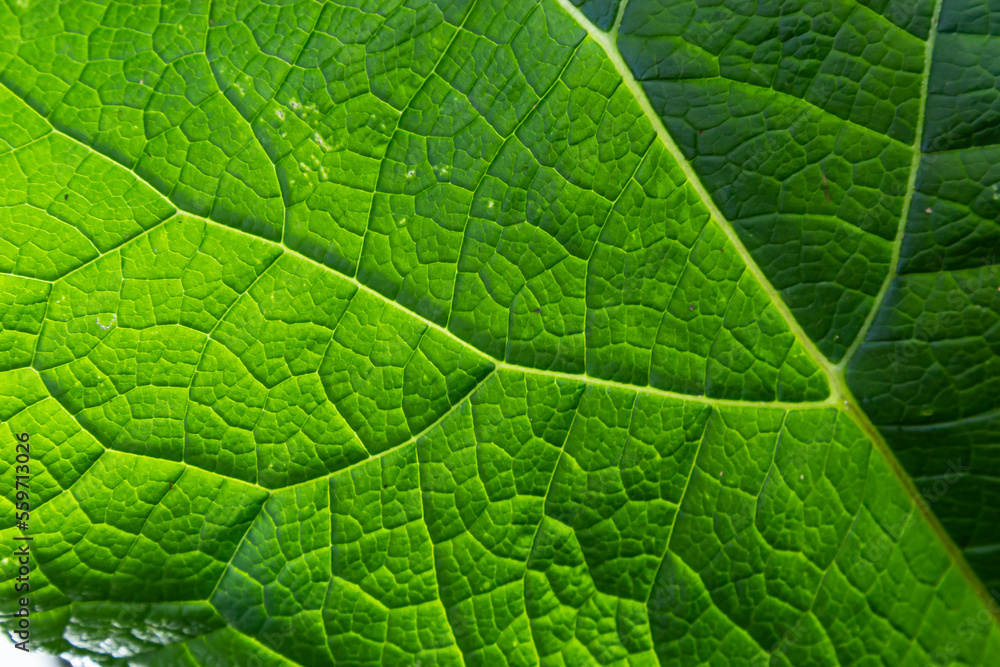 Abstract green leaves texture for background. Natural environment, ecological concept Abstract green leaves texture for background. Natural environment, ecological concept