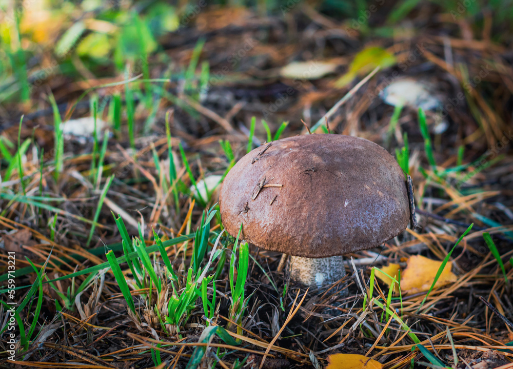 A beautiful hard birch mushroom grows in the forest A beautiful hard birch mushroom grows in the forest