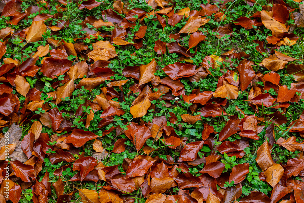Colorful backround image of fallen autumn leaves perfect for seasonal use Colorful backround image of fallen autumn leaves perfect for seasonal use