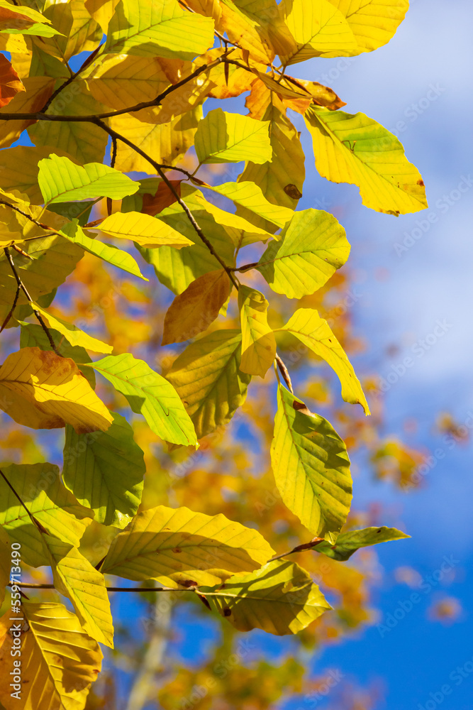 multicolored beech leaves on the branch in autumn against a blue sky in a sunny day multicolored beech leaves on the branch in autumn against a blue sky in a sunny day