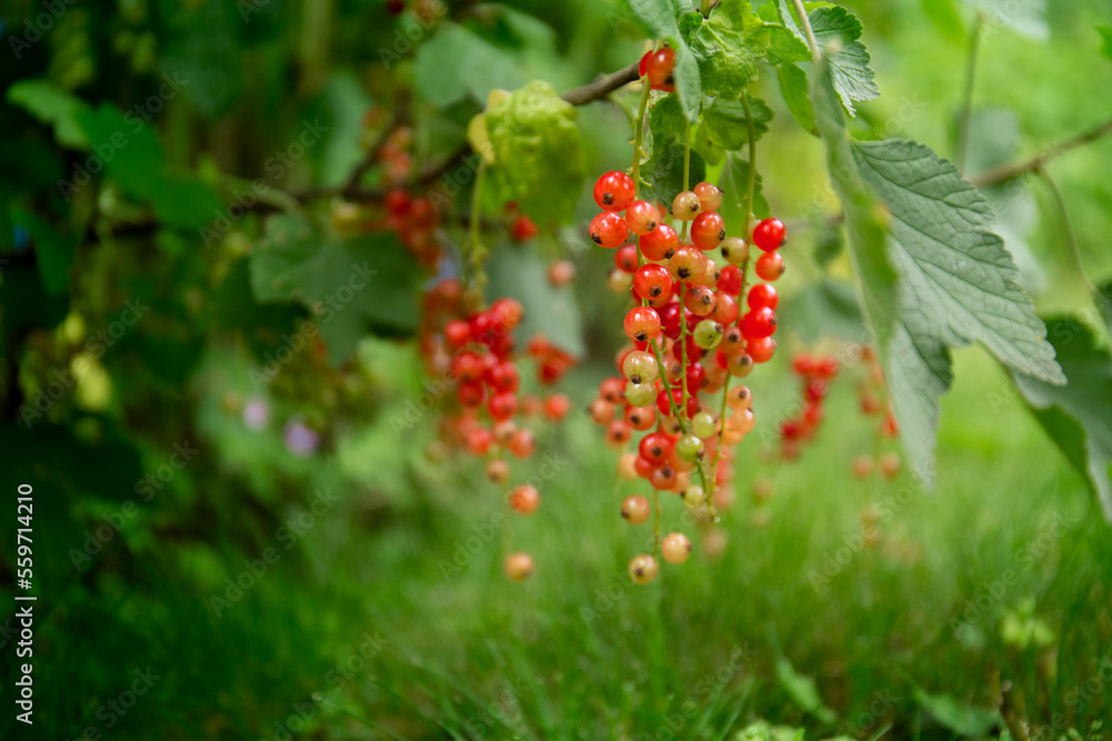 Fototapeta premium red berries on a bush