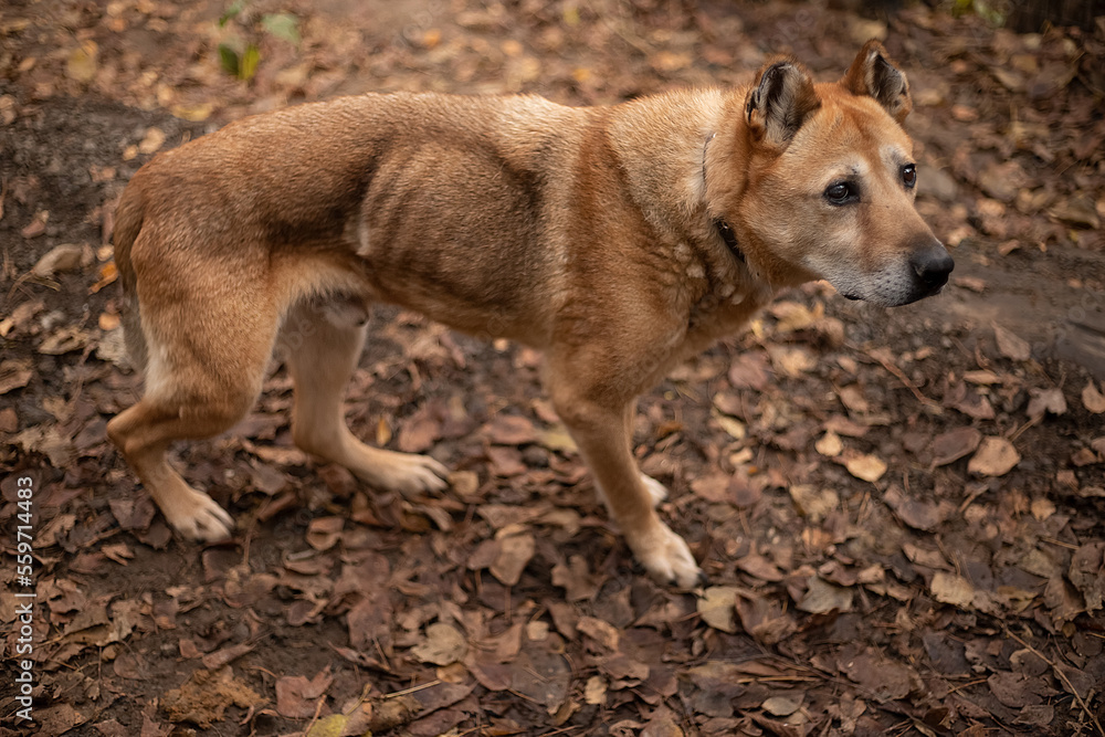 skinny shelter dog with protruding ribs skinny shelter dog with protruding ribs