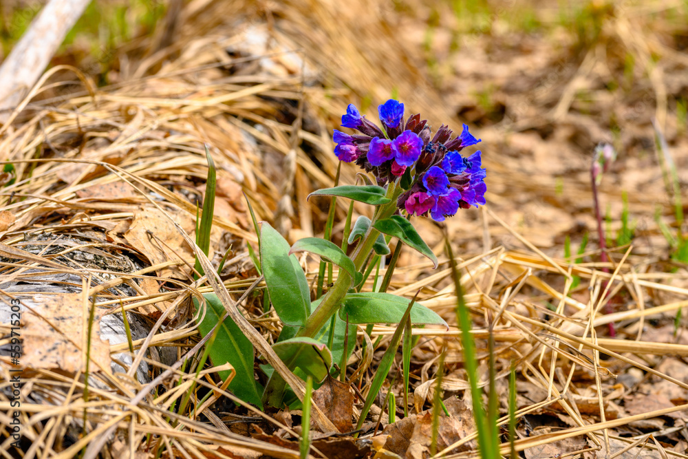 South Ural flower with a unique landscape, vegetation and diversity of nature. South Ural flower with a unique landscape, vegetation and diversity of nature.