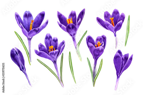 Set of hand drawn purple crocus flower isolated background. Watercolor illustration floral. Spring flowers drawing. Can be used as a print on invitation, cards, banner or poster.