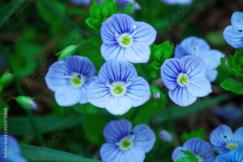 Little Veronica peduncularis Georgia blue flowers growing in spring meadow. Germander birds-eye speedwell wildflowers bloom close up, selective focus