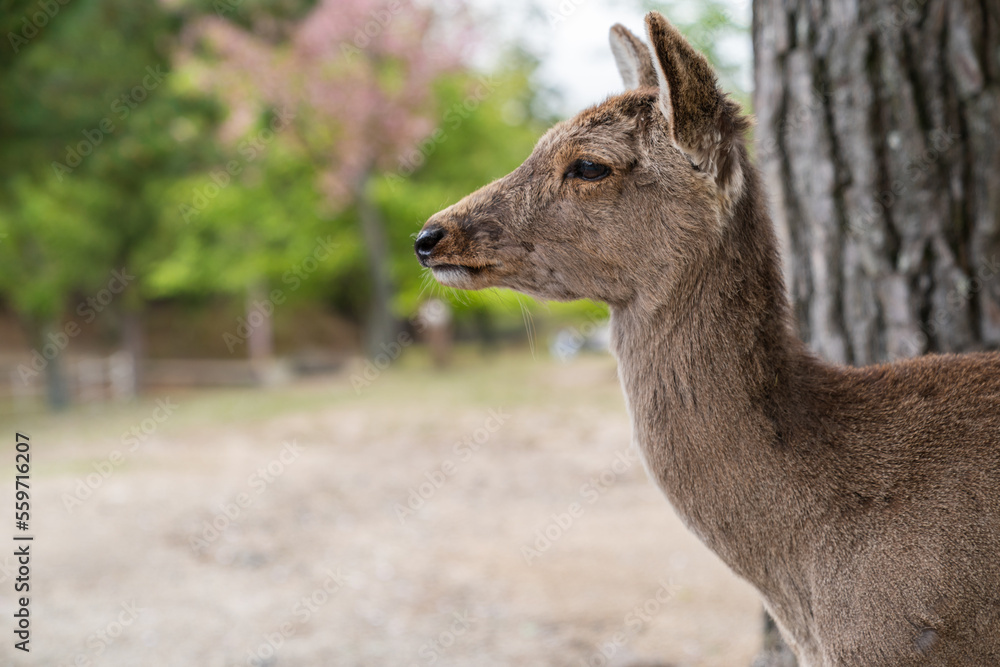 side view portrait of a sacred deer looking into space in the wild at todaiji Buddhist temple in nara japan side view portrait of a sacred deer looking into space in the wild at todaiji Buddhist temple in nara japan