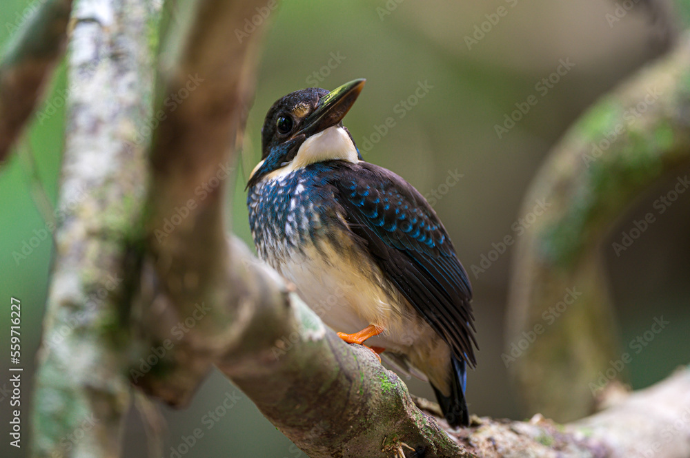 Naklejka premium Blue-banded Kingfisher standing on stone flowing streams rivers in primary rainforest. Phetchaburi, Thailand.