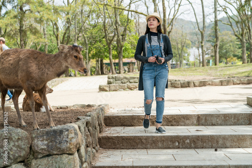 full length of smiling Asian Taiwanese female traveler tourist looking into distance enjoying natural beauty while passing by some cute deer in a park near kasuga Taisha in nara japan