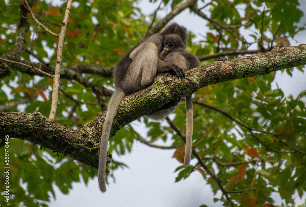 Obraz premium Dusky Langur, Spectacled Langur Southern langur The body color is gray, hands, feet black, face dark gray or gray black. The area around the eyes is white. similar to wearing glasses. Phetchaburi.