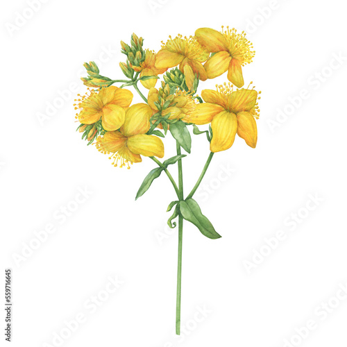 Fotografía Closeup of bright yellow hypericum perforatum flower (common St