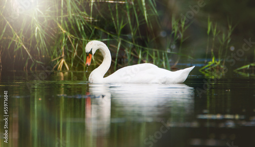White swan is swimming at sunset, sunbeams and reflection, water birds, wildlife animals at the Moselle Valley 