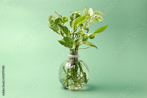 Houseplant in water propagation, plantcare concept
