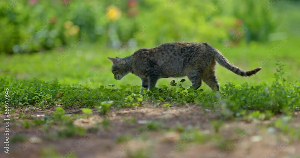 gray stray cat walking in garden in summer day, pet stepping on green grass, 4K, Prores gray stray cat walking in garden in summer day, pet stepping on green grass, 4K, Prores