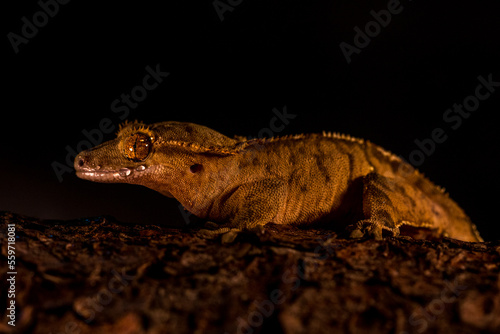 Correlophus ciliatus ciliated pagekon with black background