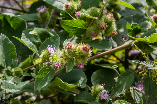 Closeup of a budding Greater Burdock or Arctium Lappa plant in its blurred own natural habitat. It is summertime now photo