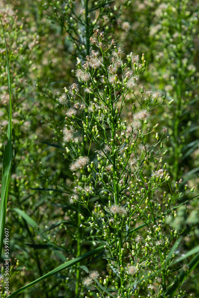 Erigeron canadensis is a species of flowering plant of the Asteraceae family. Latin canadensis is an epithet that refers to where it grows in Canada. Autumn plants with seeds. Medicinal plants Erigeron canadensis is a species of flowering plant of the Asteraceae family. Latin canadensis is an epithet that refers to where it grows in Canada. Autumn plants with seeds. Medicinal plants
