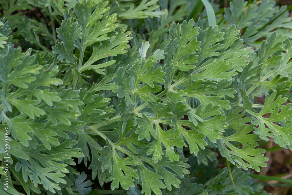Artemisia absinthium is a perennial plant of the aster family. Medicinal, food, phytoncide, essential oil, dye, tannin-bearing and insecticidal culture. One of the most bitter plants in the world Artemisia absinthium is a perennial plant of the aster family. Medicinal, food, phytoncide, essential oil, dye, tannin-bearing and insecticidal culture. One of the most bitter plants in the world