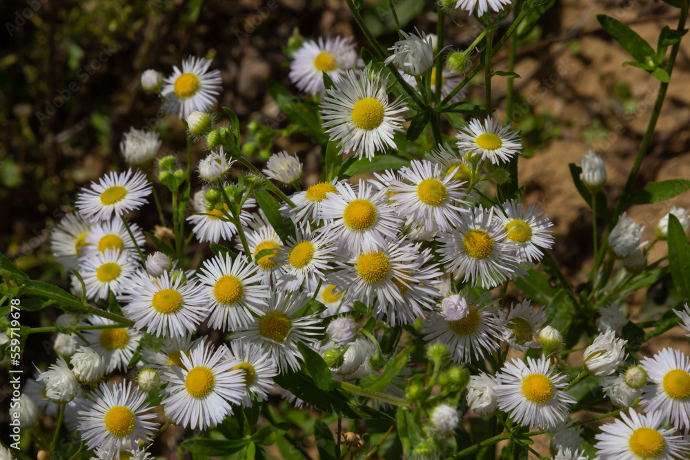 Erigeron Annuus Flowers, also known as fleabane, daisy fleabane, or eastern daisy fleabane, growing in the meadow under the warm summer sun, Ukraine Erigeron Annuus Flowers, also known as fleabane, daisy fleabane, or eastern daisy fleabane, growing in the meadow under the warm summer sun, Ukraine