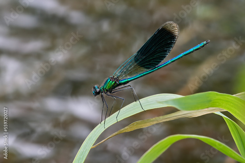Turquoise damselfly , banded demoiselle sitting motionless on grass. Side view, closeup. Genus Calopteryx splendens.