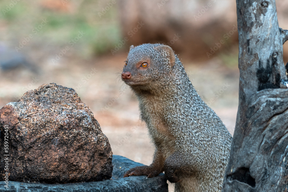 Indian grey mongoose or Urva edwardsii observed in Hampi, India Indian grey mongoose or Urva edwardsii observed in Hampi, India