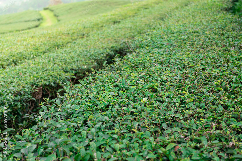 Green tea field landscape at Doi Mae Salong, Chiangrai Thailand. Green tea leaf extract Ready to harvest Green tea field landscape at Doi Mae Salong, Chiangrai Thailand. Green tea leaf extract Ready to harvest