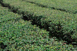 Green tea field landscape at Doi Mae Salong, Chiangrai Thailand. Green tea leaf extract Ready to harvest