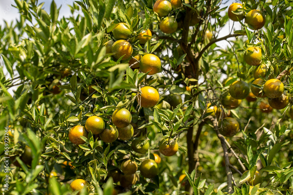 Ripe oranges in orange orchards are grown for agriculture.