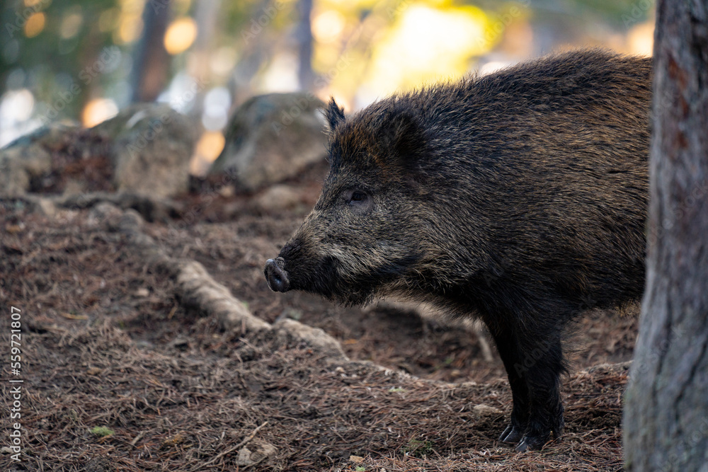 Wild boar, sanglier, Sus scrofa, porc senglar. Wild boar, sanglier, Sus scrofa, porc senglar.