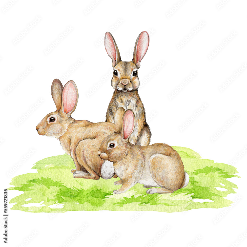 Obraz premium Cute bunnies on the green grass. Watercolor hand drawn illustration. Little fluffy farm animals. Small rabbits siting on the meadow grass. Sweet bunny group.