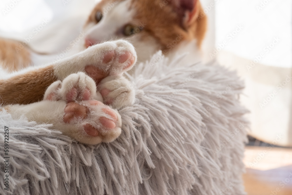 猫の足の裏 猫の足の裏