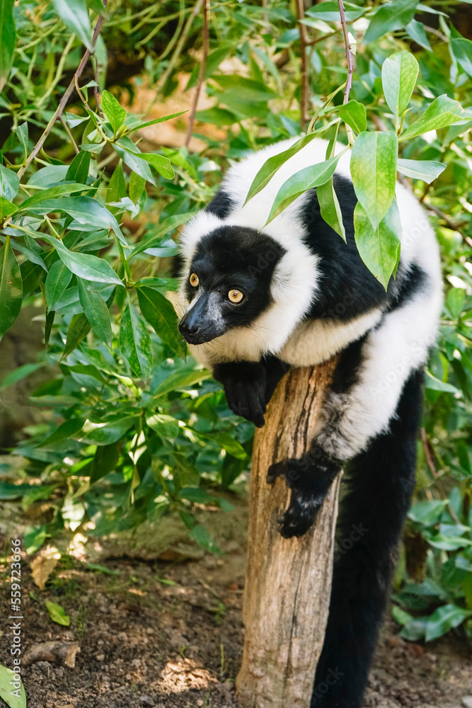 Fototapeta premium White and black ruffed lemur outdoors