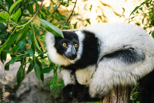 White and black ruffed lemur outdoors photo