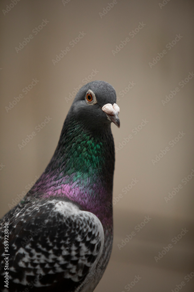 close up checker color of male homing pigeon close up checker color of male homing pigeon