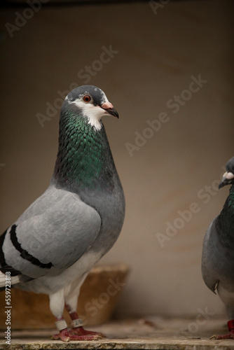 close up male homing pigeon in home loft © stockphoto mania