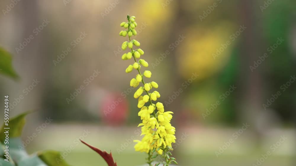 Yellow flowers of Mahonia japonica in the park close up. Beautiful view Yellow flowers of Mahonia japonica in the park close up. Beautiful view
