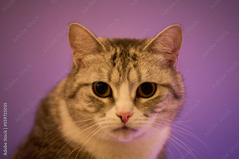 Scottish straight cat. Portrait of a cute cat Scottish straight cat. Portrait of a cute cat