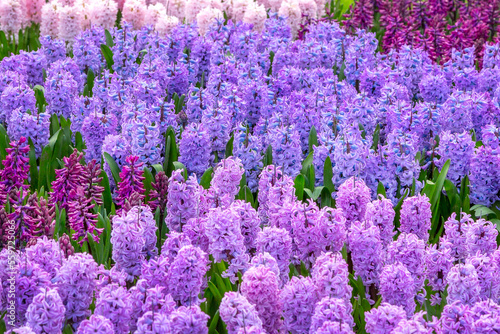 Keukenhof purple and lilac flowers, Netherlands