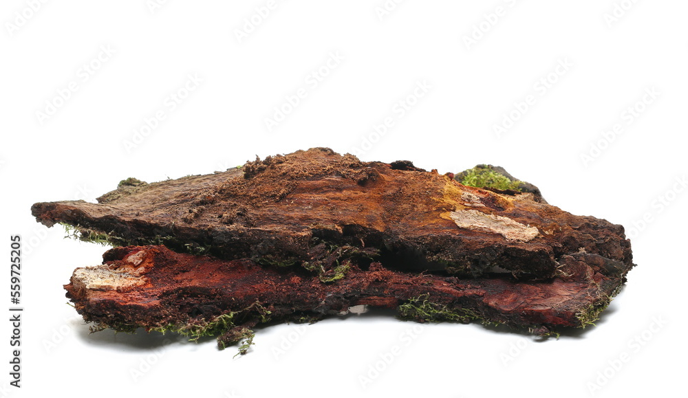 Fototapeta premium Rotten, wet branch isolated on white, side view
