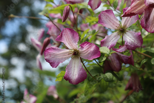 The beautiful summer flowers of the climbing plant Clematis viticella 'Minuet'. A cluster of white and pink blooms with copy space to the left. photo