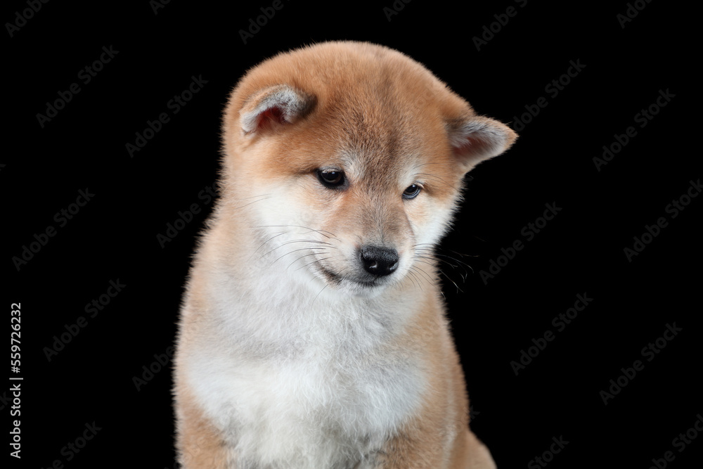 Cute Shiba Ina puppy, close-up portrait